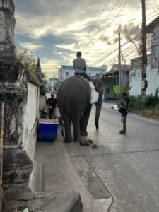 ウドンタニ(Udon Thani)の街中の象