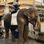 ウドンタニ(Udon Thani)の街中の象