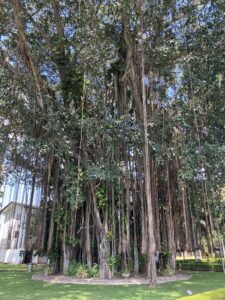 スリランカ国立博物館の菩提樹
