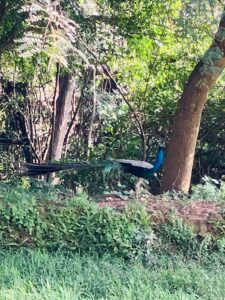 シーギリヤ(Sigiriya)の野生の孔雀