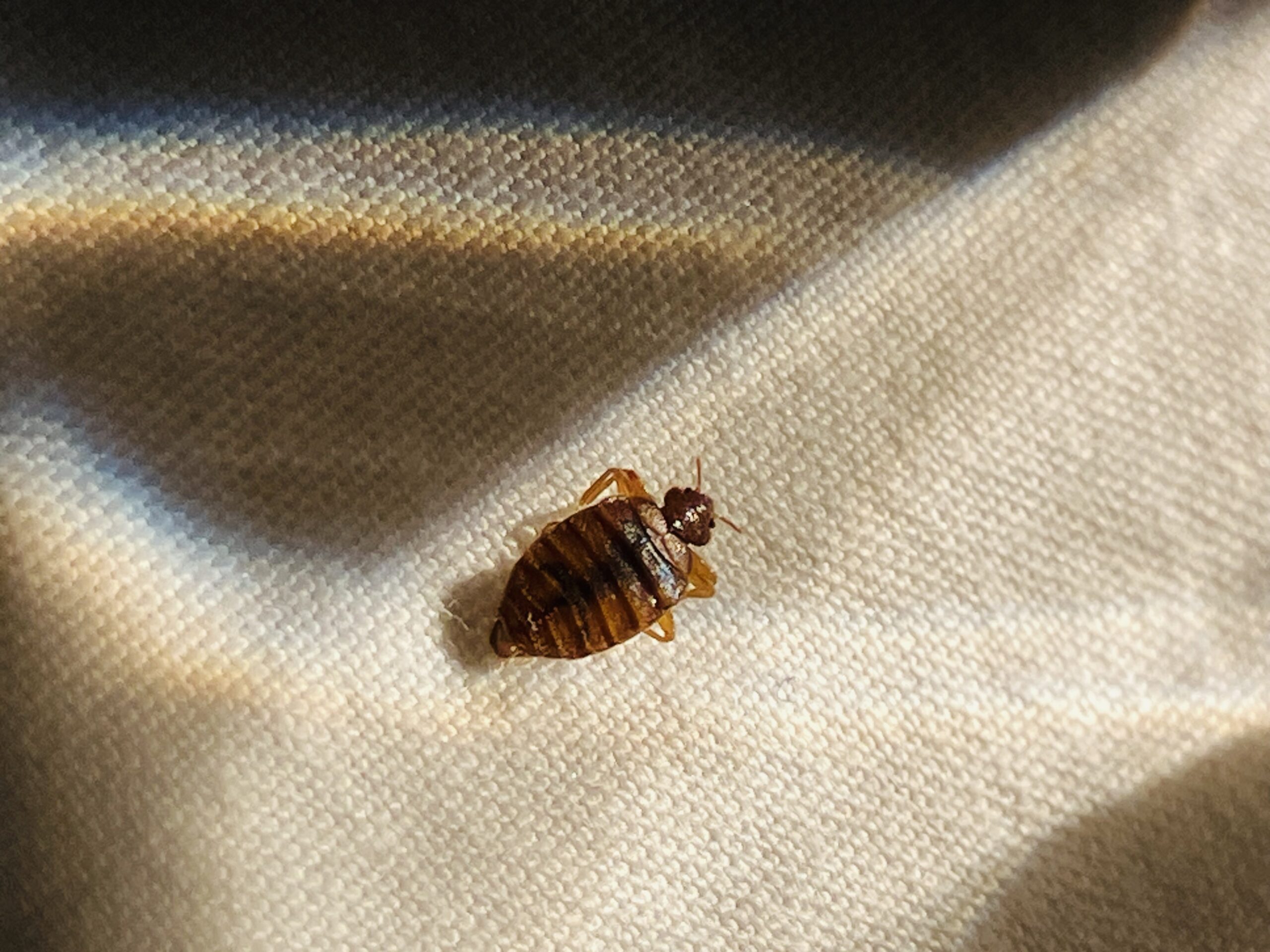 南京虫？トコジラミ？