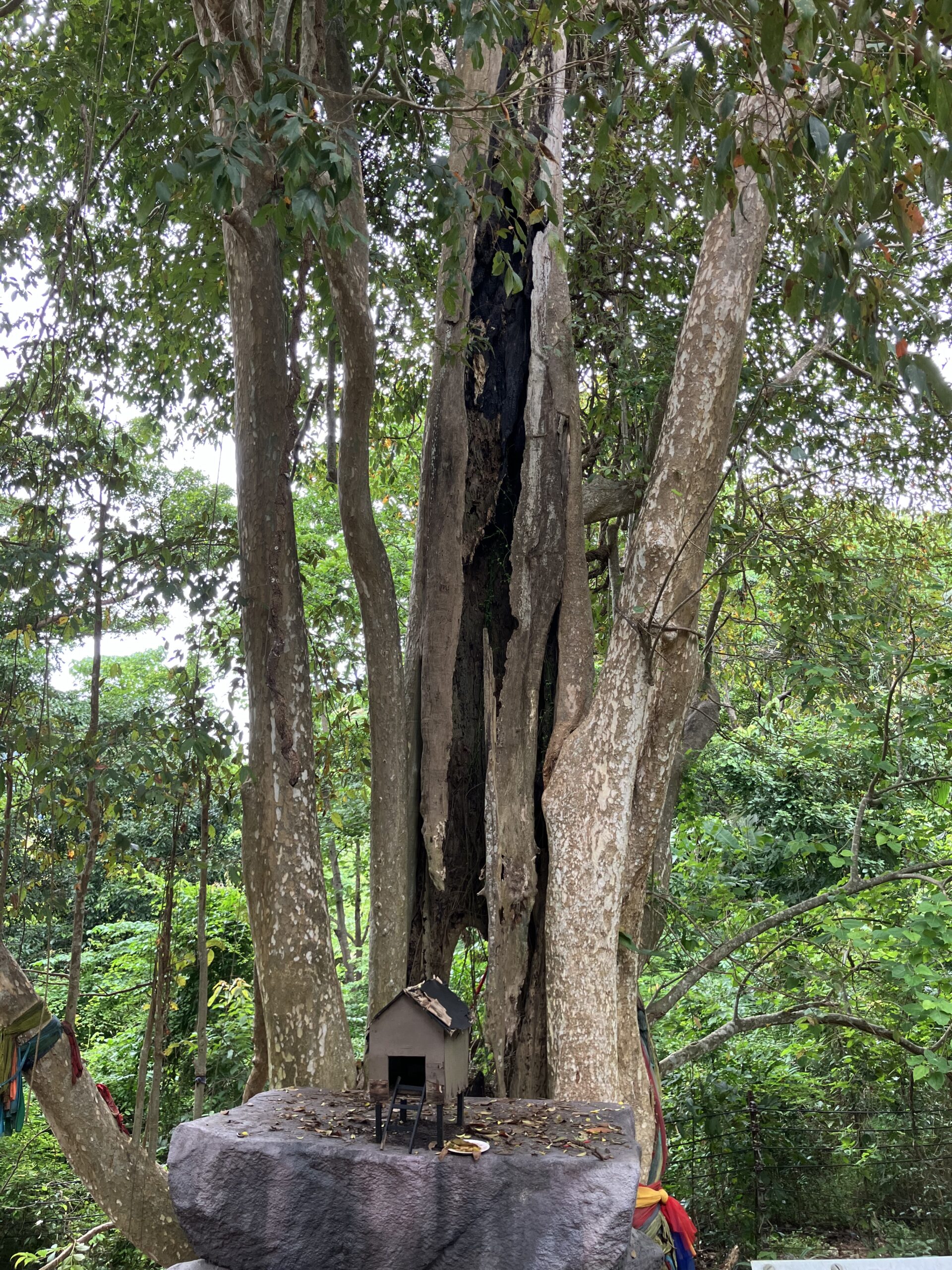 ピピ・ドーン島(Phi Phi Don Island)の神木