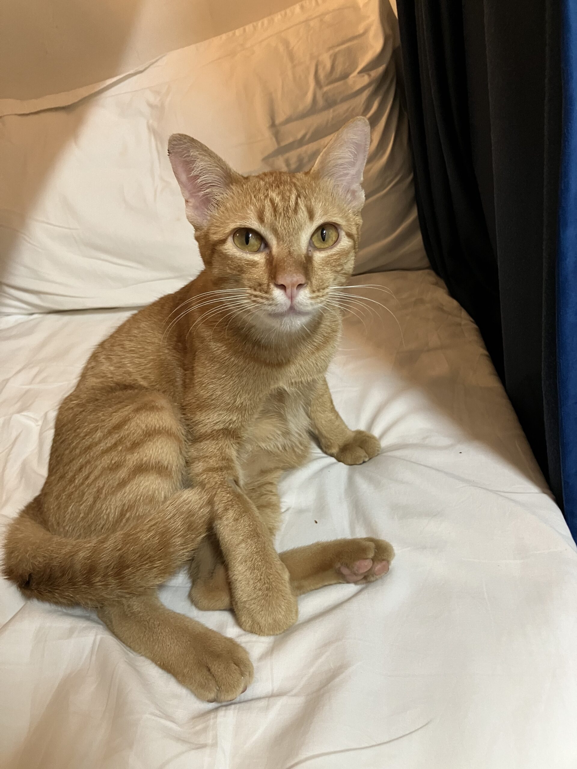 SYRI Guesthouse Vientiane Hostel & Cafeの猫