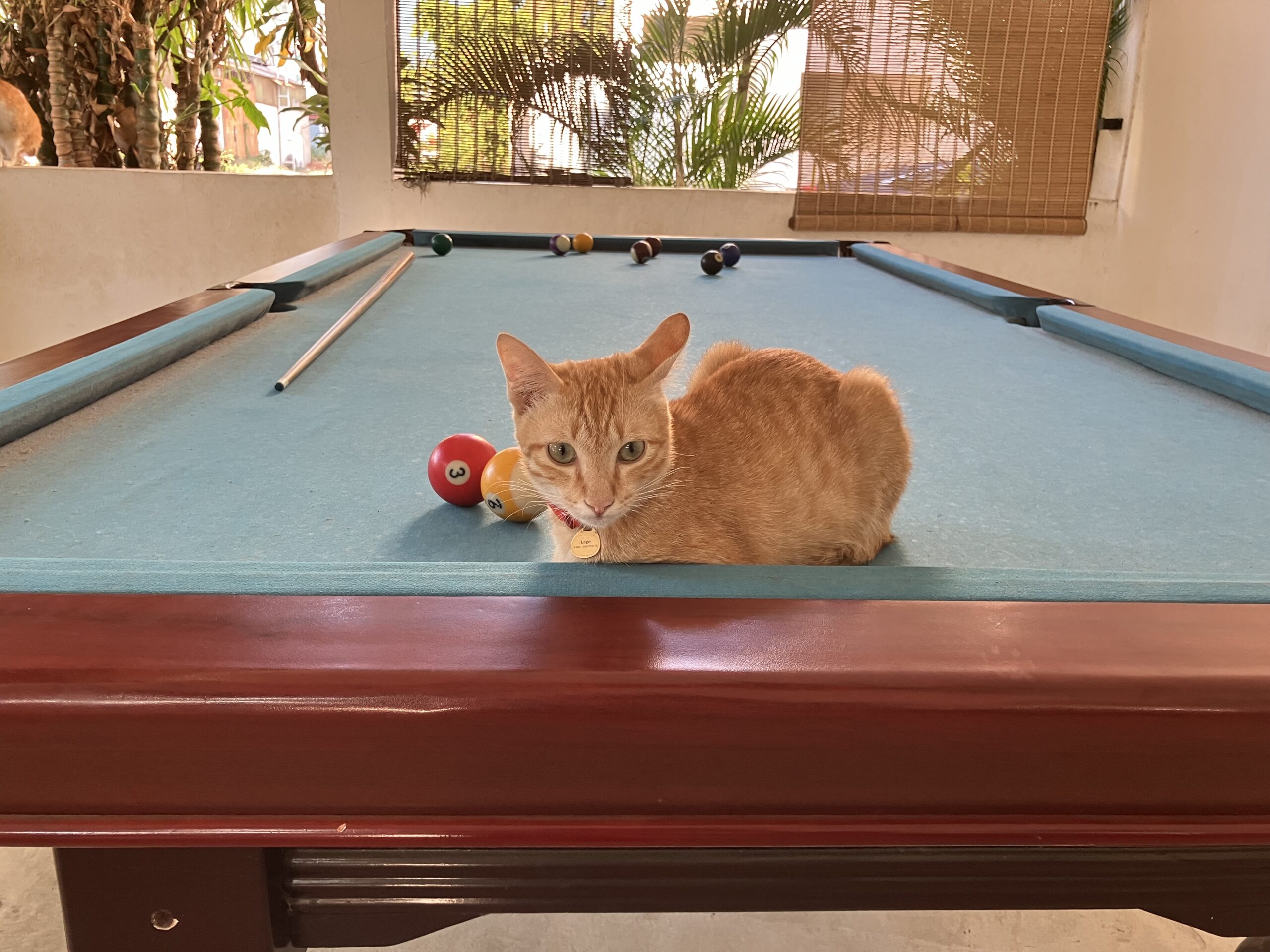 SYRI Guesthouse Vientiane Hostel & Cafeの猫