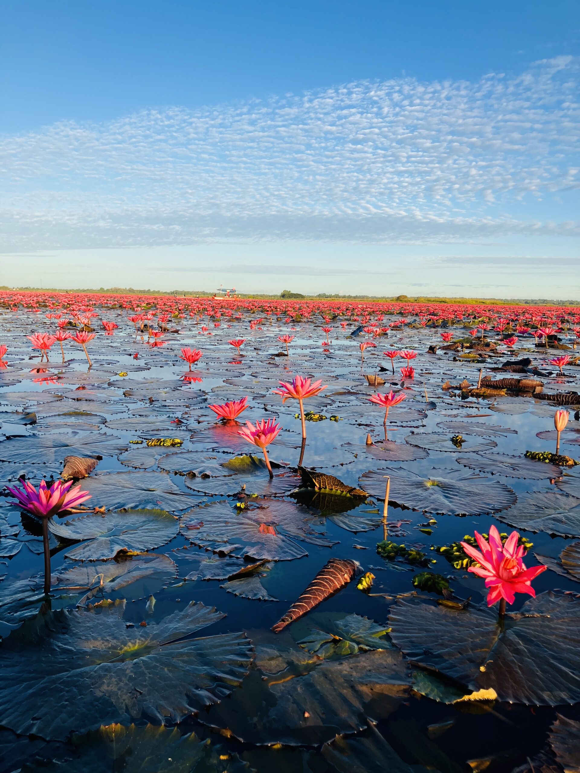 タレーブアデーン(紅い睡蓮の海)